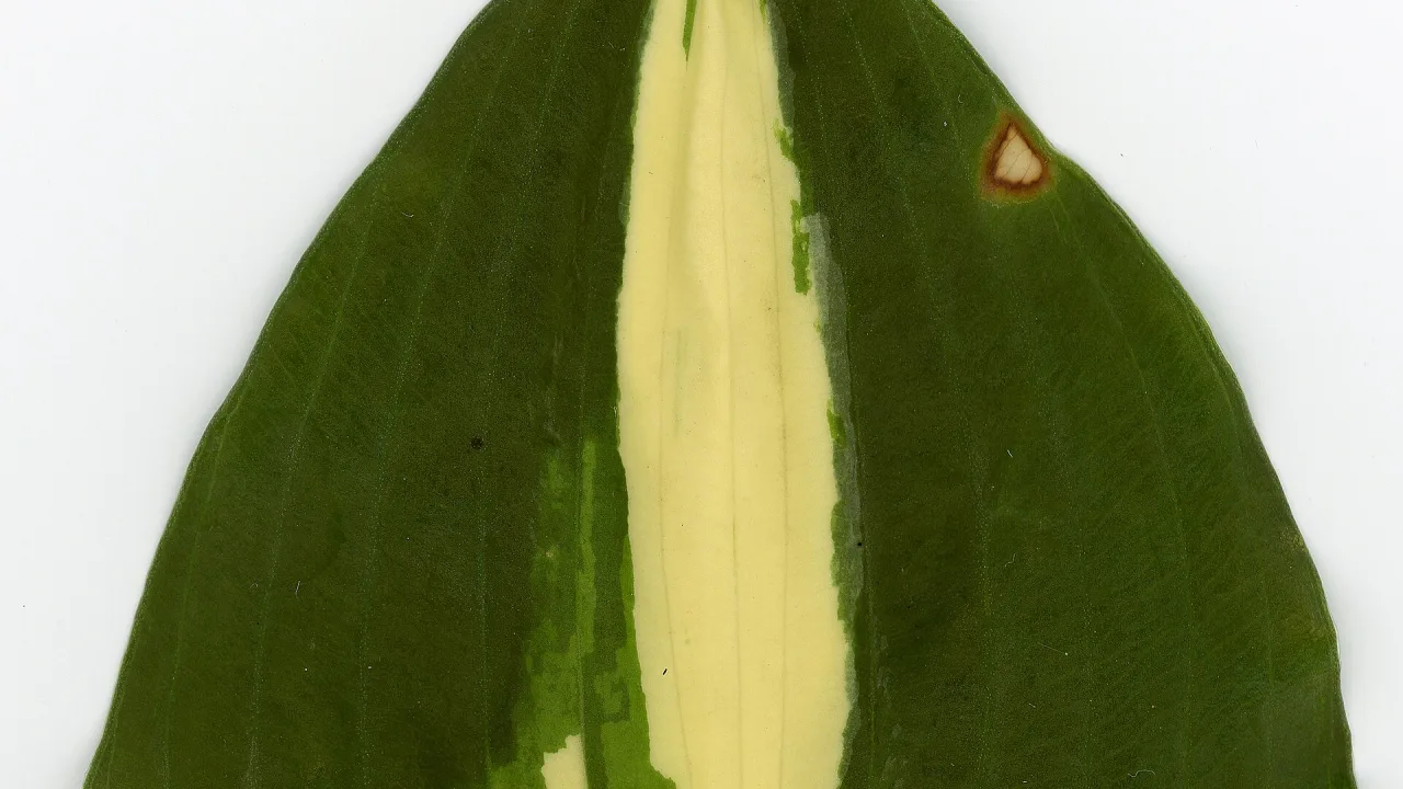 Hosta great expectations.