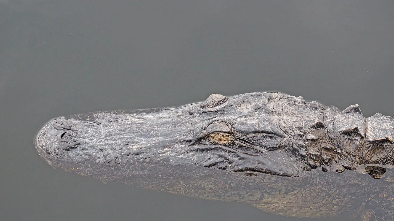 American Alligator - Alligator mississippiensis, Big Cypress National Preserve, Ochopee, Florida, December 4, 2021