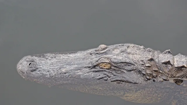 American Alligator - Alligator mississippiensis, Big Cypress National Preserve, Ochopee, Florida, December 4, 2021