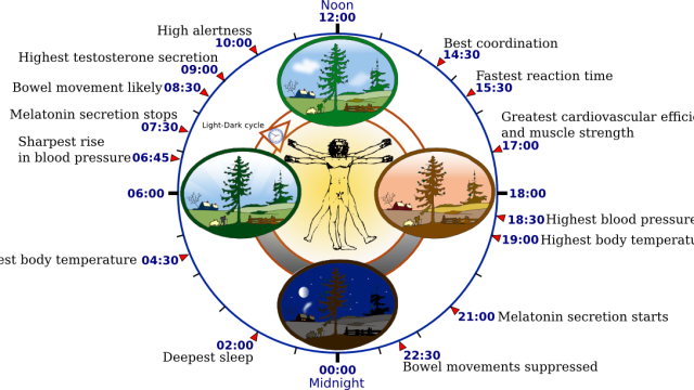 Overview of biological circadian clock in humans.