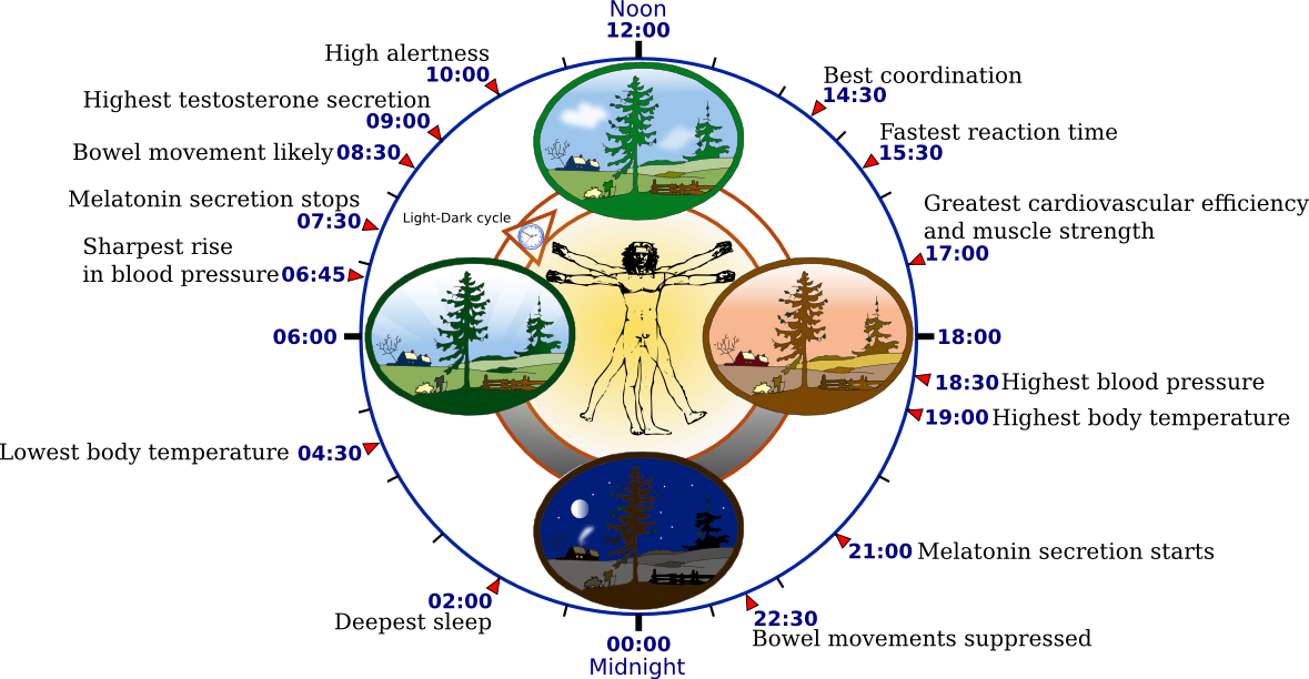 Overview of biological circadian clock in humans.