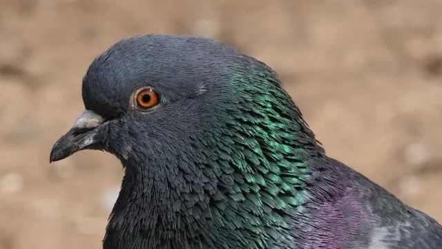 Common pigeon at Waterlow Park, London, United Kingdom