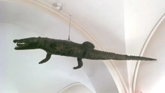 Crocodile du Pont du Rhône - Musée des Hospices Civils de Lyon - 2007.0.1963.M