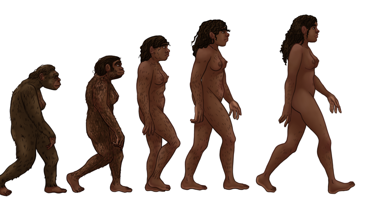 The female human evolution.