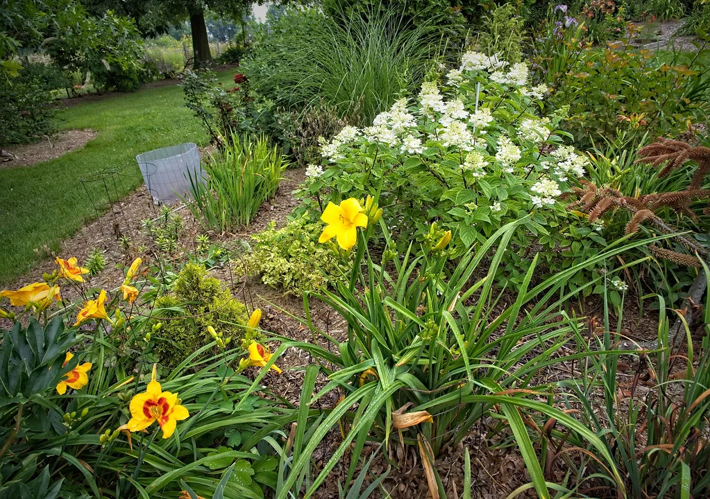 Hemerocallis 'Buttered Popcorn' 7/2022 Daylily G4
