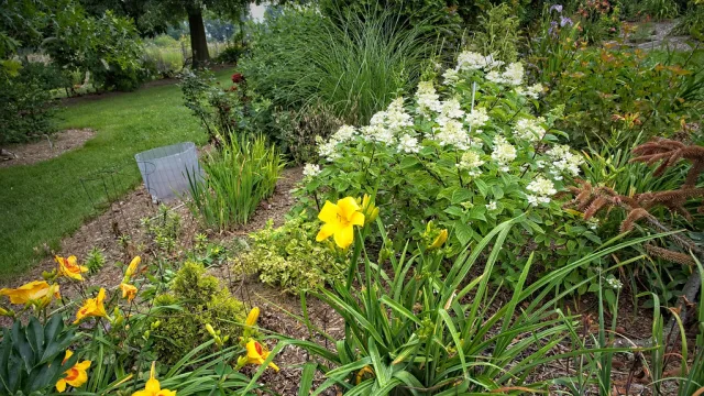 Hemerocallis 'Buttered Popcorn' 7/2022 Daylily G4