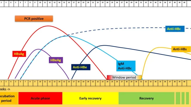 Hepatitis B serology
