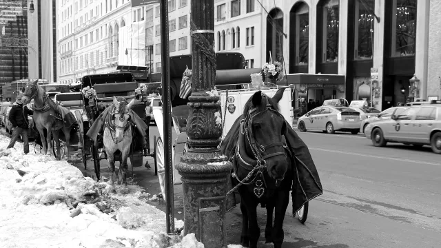 Controversial horse-drawn carriages at New York's Central Park