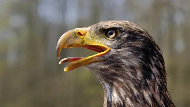 Head of the juvenile Bald Eagle from the Falkenhof in the Wisentgehege Springe game park near Springe, Hanover, Germany