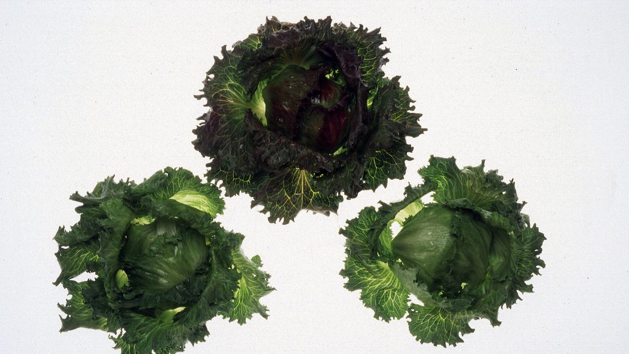 Heads of iceberg lettuce developed by U.S. Department of Agriculture plant breeders.