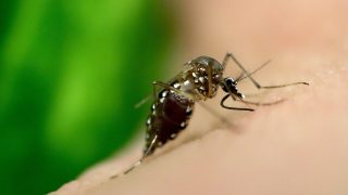 A magnified Aedes aegypti mosquito, a species that spreads dengue, feeds on blood.