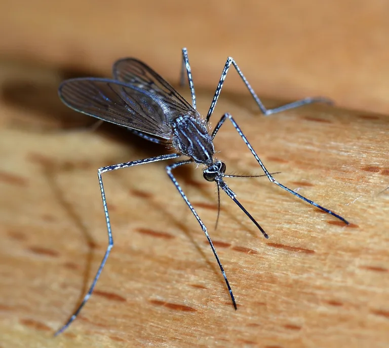 A female mosquito of the Culicidae family (Culiseta longiareolata). Size: about 10mm length Location: Lisbon region, Portugal
