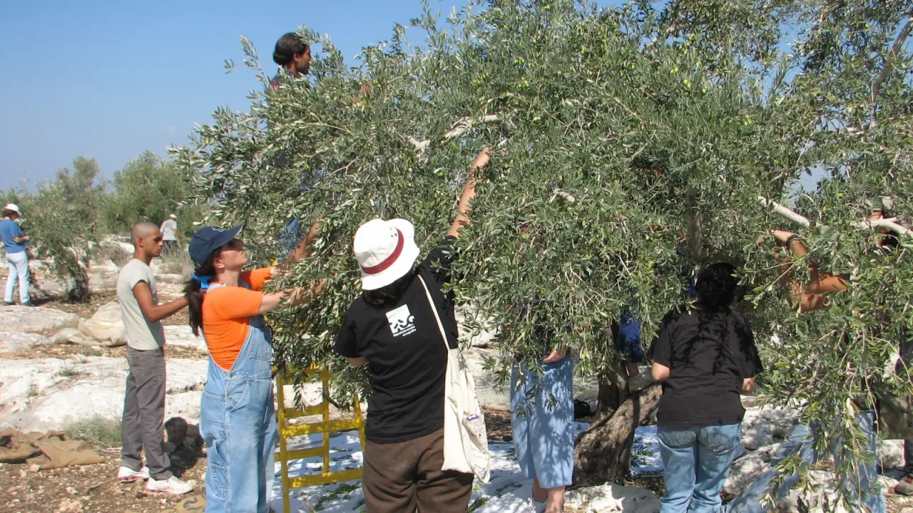 Israeli and palestinian olive harvesters in the village of Qafin, northern West Bank, Palestine