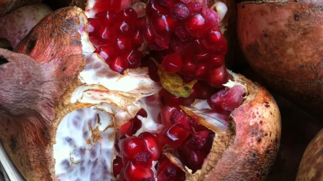 An open fruit of a pomegranate (Punica granatum) displaying seeds