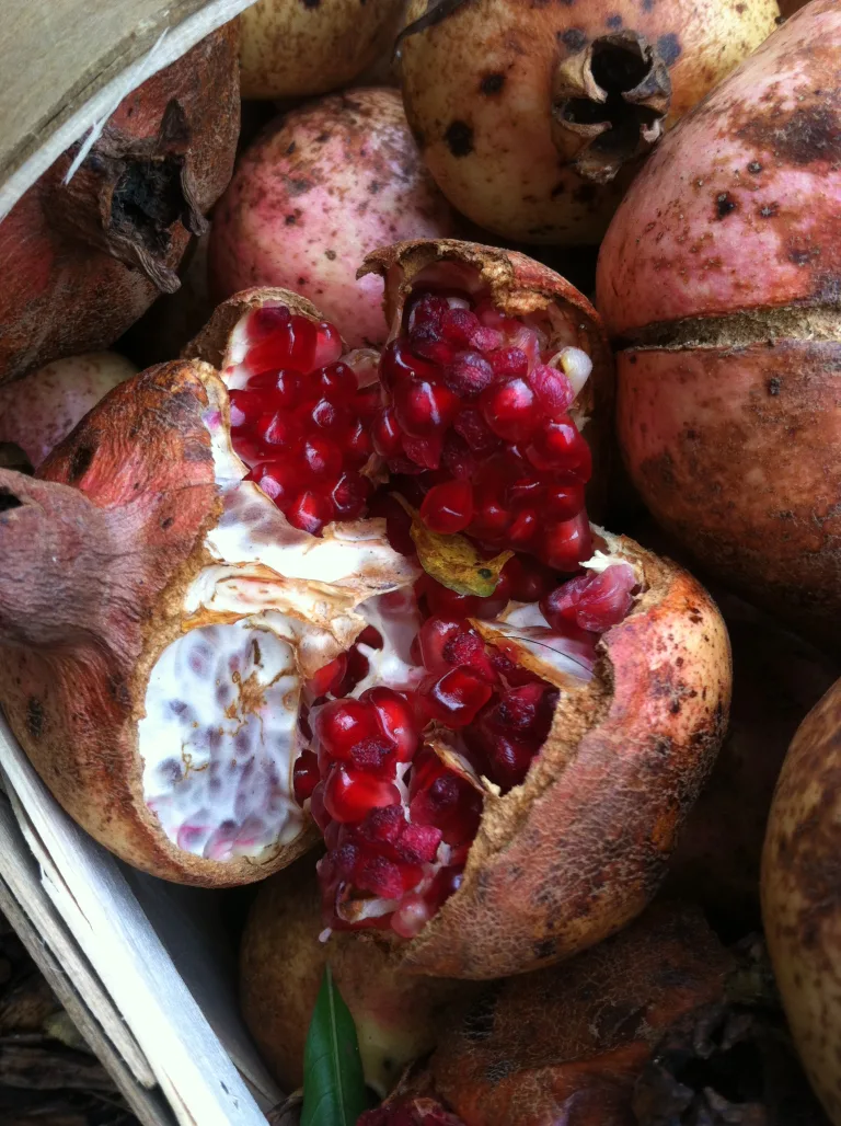 An open fruit of a pomegranate (Punica granatum) displaying seeds
