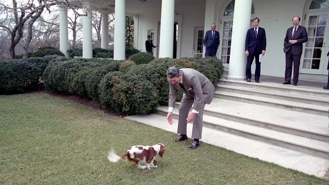 President Ronald Reagan Petting Rex The Dog with Jim Kuhn Don Regan and Dennis Thomas By The Colonnade - DPLA - 3c5dd8d661ab…