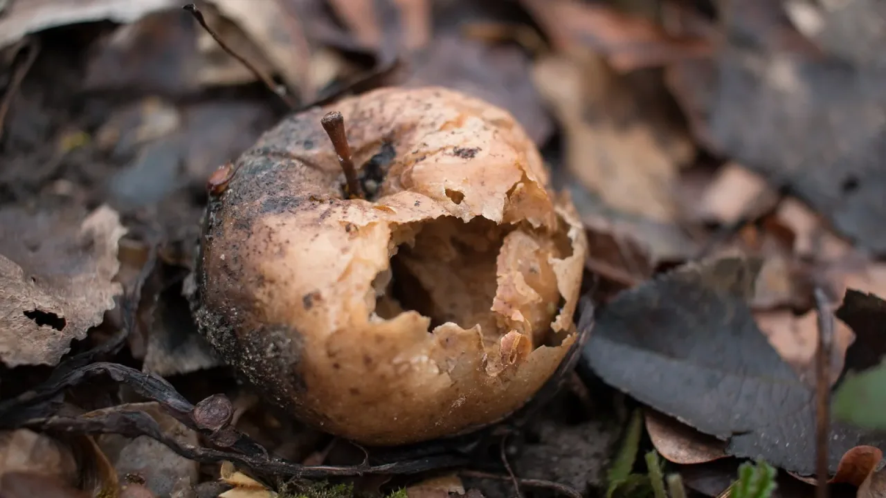 Rotten apple under the tree