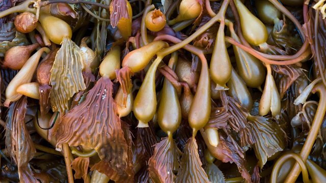 Seaweed in Ensenada, Baja California.
