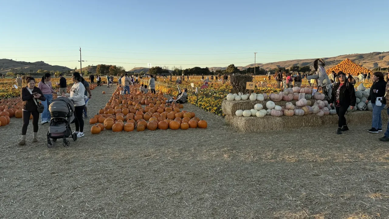Spina Farms Pumpkin Patch