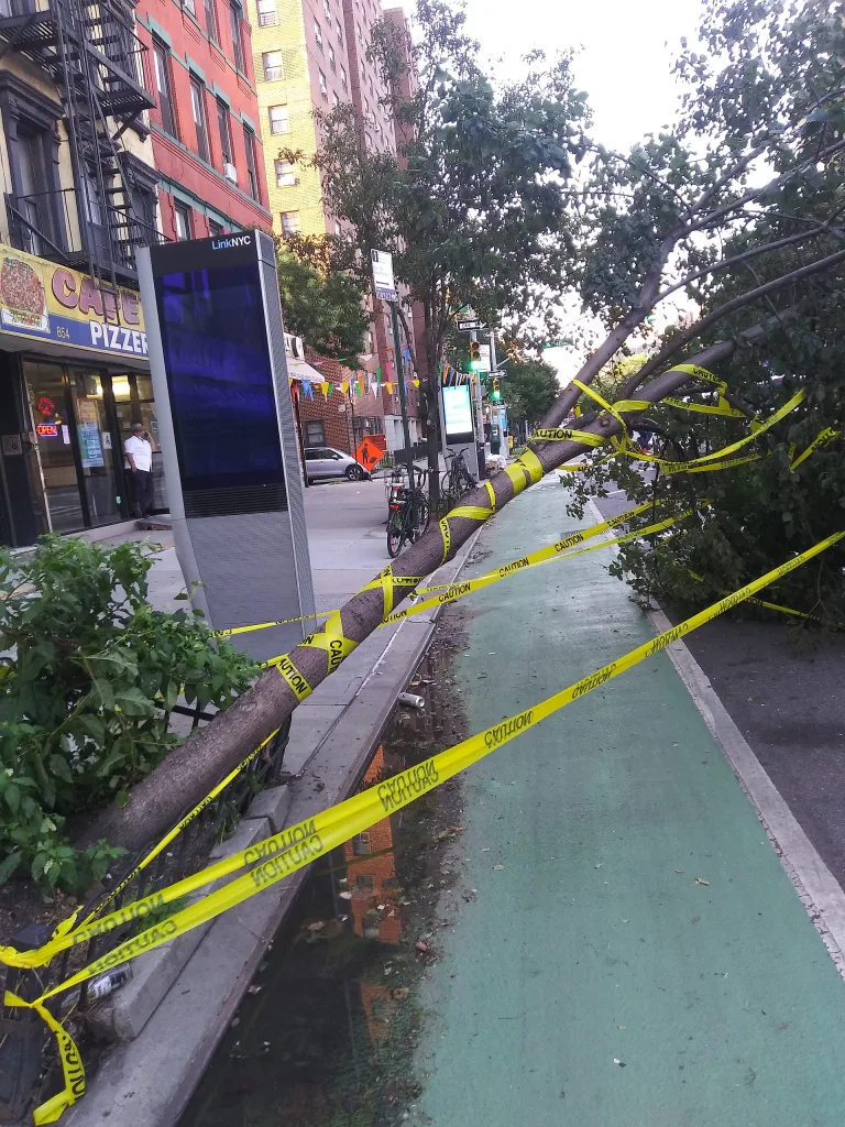 Tree downed by Hurricane Isaias, Amsterdam Ave 02