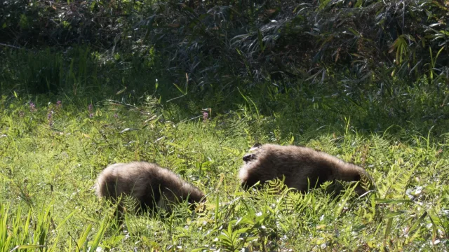 Wild raccoon dogs in the Institute for Nature Study, Tokyo
